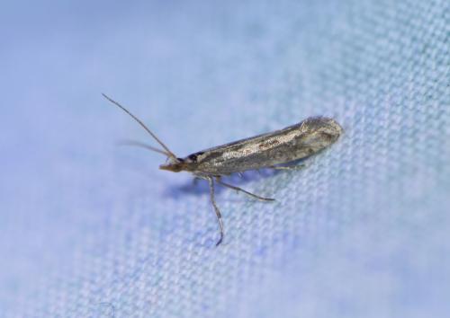 Réf. 317 592 : Plutella xylostella